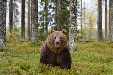 male bear in forest