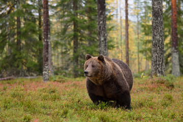 Obraz na płótnie Canvas massive male bear in forest in the rain