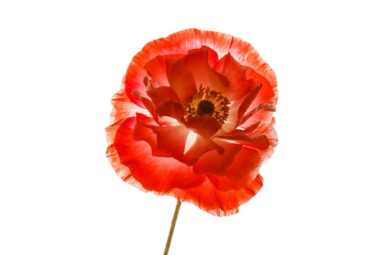 poppy isolated on the white