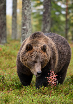 big brown bear in forest in the autumn