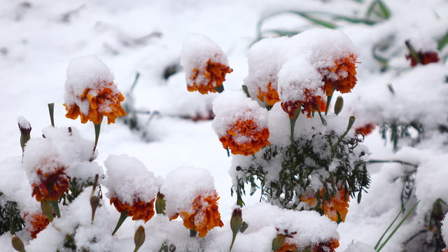 Orange flowers with snow