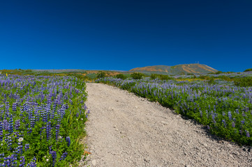 Fototapeta premium Lupin and mountains