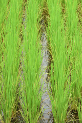 Green rice fields in Thailand.