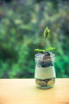 Sprout growing on glass piggy bank in saving money concept with