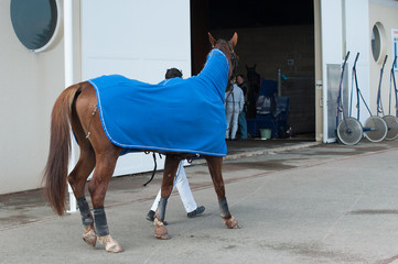 cheval de course,