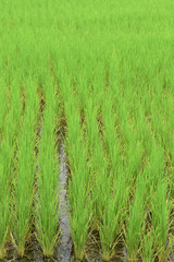 Green rice fields in Thailand.