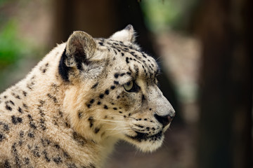Fototapeta na wymiar snow leopard, Uncia uncia