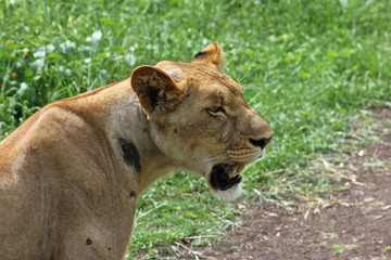 Fototapeta na wymiar Lioness in the Safari, Nature Park Casela, Mauritius