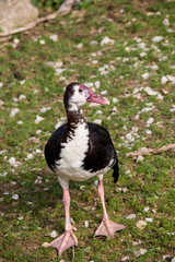 Spur-winged Goose, Plectropterus gambensis