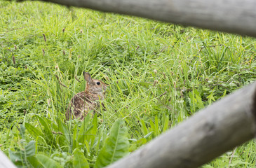 brown rabbit