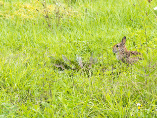 brown rabbit