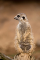 Naklejka na ściany i meble female of meerkat or suricate
