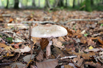 champignon en forêt