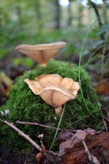 champignons en forêt