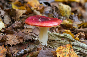 Emetic russula (Russula emetica), also known as the Sickener, between fallen leaves - obrazy, fototapety, plakaty