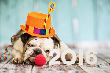 süßer Hund Silvester 