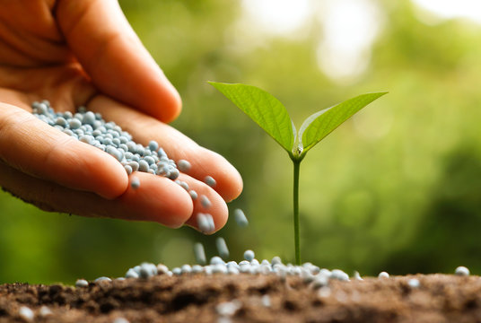 hand giving chemical fertilizer to a young baby plant