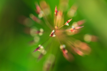 The flower of the grass.
