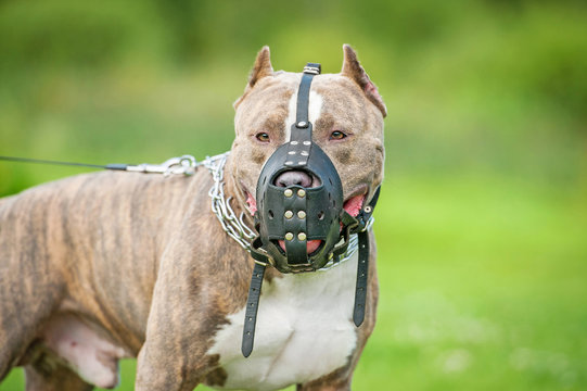 American staffordshire terrier dog wearing a muzzle