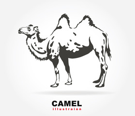 Bactrian camel