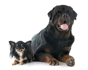 Obraz premium rottweiler and chihuahua