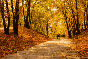 Golden autumn in park