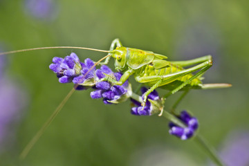 green grasshopper at levander in the garden