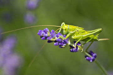 green grasshopper at levander in the garden
