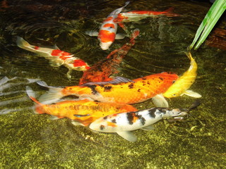 Close-up of koi carp in pond