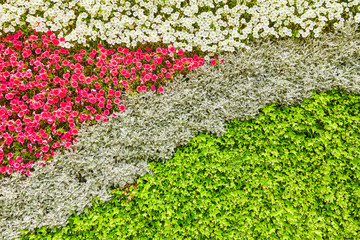 Naklejka premium Abstract background of flowers (petunia ). Close-up.