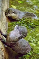 Cute Small-clawed Otter.