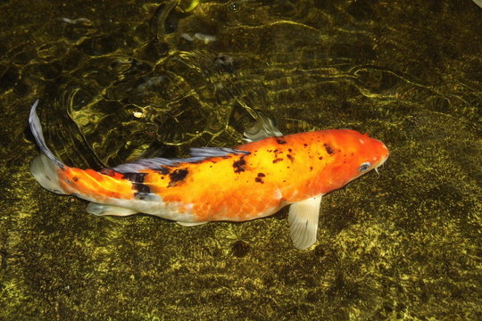 Close-up of koi carp in pond