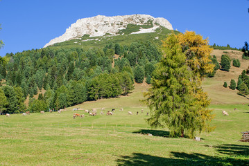 mucche al pascolo nella malga dolomiti