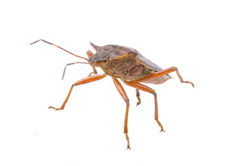 Brown shield bug on a white background