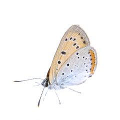 Colored butterfly sitting on the white background