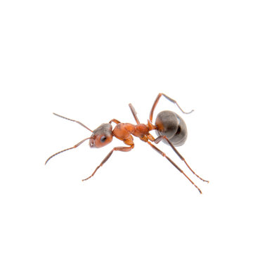 Brown ant on a white background