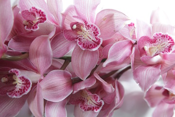 Naklejka na ściany i meble Tropical pink orchid isolated over white background