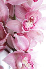 Fototapeta na wymiar Tropical pink orchid isolated over white background