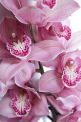 Fototapeta na wymiar Tropical pink orchid isolated over white background
