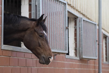 Pferd schaut aus seiner Box