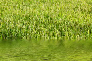 The damage by the flood in ripe rice field