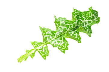 herb milk thistle silybum marianum