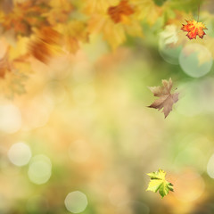 Autumnal fall in the forest, abstract environmental backgrounds