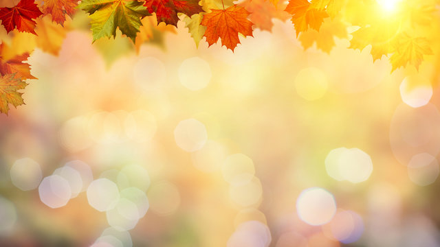 Autumnal fall in the forest, abstract environmental backgrounds