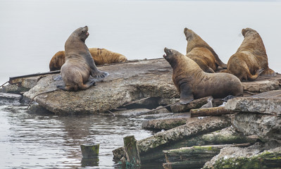 Eared seals on a rookery on Kamchatka