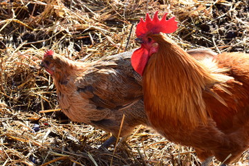 Chickens on dung heap - Hühner auf Misthaufen