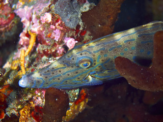 fish and coral