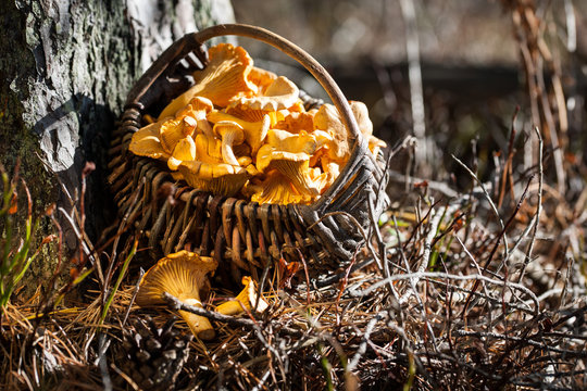 Basket of chanterelles in the forest
