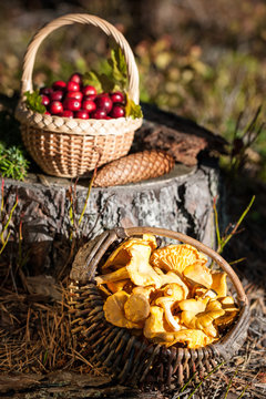 Baskets of red wild cranberries and chanterelles