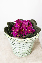 African violet (saintpaulia ionantha) in wicker basket